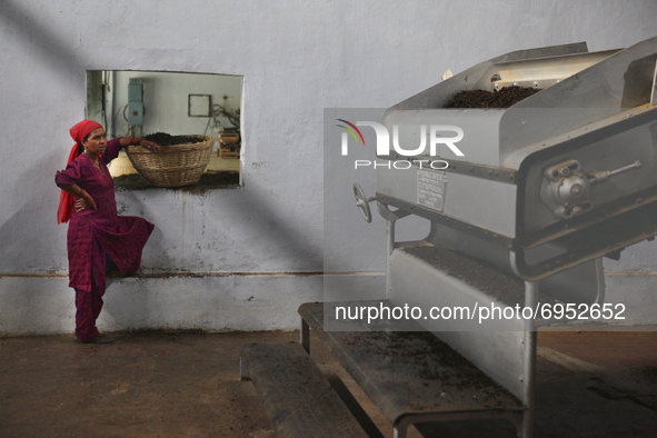 Worker waits for a basket to be filled with freshly dried tea leaves before putting them into a machine to sort the tea by grade and quality...