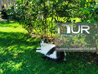 A cat is resting in a shadow during a hot summer day in a garden. Chocznia, Poland on August 10, 2021. 
 (