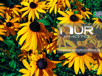 Rudbeckia fulgida, also named the orange coneflower, is blooming in a garden in Chocznia, Poland on August 10, 2021. 
 (