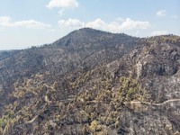 Burned forest in Northern Evia. Panoramic aerial bird's eye view of a drone shows devastating aftermath of wildfires in Evia island in Greec...