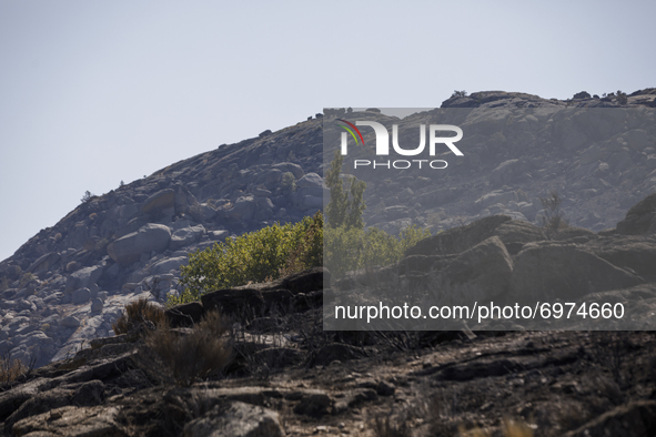 The fire in the province of Ávila started in the town of Navalacruz and has burned around 22,000 hectares with a perimeter of 130 kilometers...