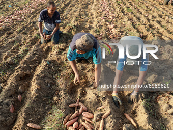 Palestinian farmers harvest sweet potato at a farm in Khan Yunis, in the southern Gaza Strip, on August 24, 2021. 
 (