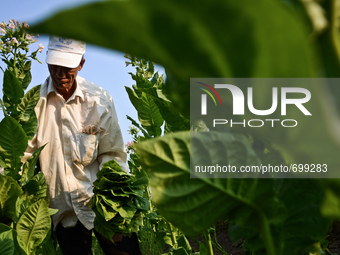 A man collects tobacco leaves near the village of Mustrak, Svilengrad, Bulgaria on July 21, 2015
This year's gatheing of the tobacco has st...