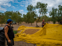 Two workers during the almond harvest in the Molfetta, Italy countryside in Molfetta, Italy on 28 August 2021.
According to the latest esti...