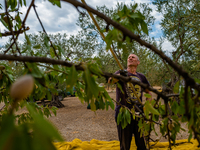 A worker during the almond harvest in the Molfetta, Italy countryside in Molfetta, Italy on 28 August 2021.
According to the latest estimat...