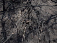 A burnt forest in Keratea, an area near Athens, Greece, on August 30, 2021.   (