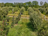 Apple trees at an apple orchard in King City, Ontario, Canada, on September 04, 2021. (