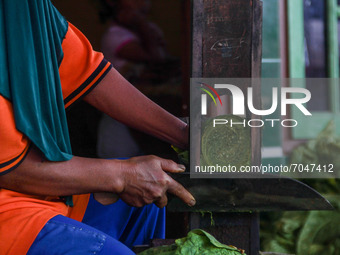 A woman cuts rolled up tobacco leaves on September 09, 2021 in Tobacco Village, Sumedang Regency, Indonesia. The majority of residents in th...