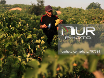 A Palestinian farmer harvests grapes at a field in Gaza City, on June July 27, 2015. Palestinian Ministry of Agriculture  says Gaza produces...