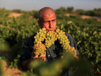 A Palestinian farmer harvests grapes at a field in Gaza City, on June July 27, 2015. Palestinian Ministry of Agriculture  says Gaza produces...