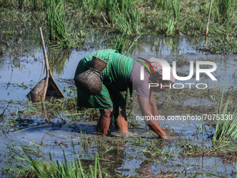 Bodo community women searching fish in a mud water field using traditional fishing equipment Jakoi at a village on September 15, 2021 in Bak...