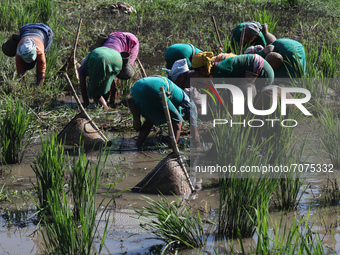 Bodo community women searching fish in a muddy field using traditional fishing equipment Jakoi at a village on September 15, 2021 in Baksa,...