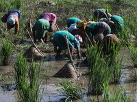 Bodo community women searching fish in a muddy field using traditional fishing equipment Jakoi at a village on September 15, 2021 in Baksa,...