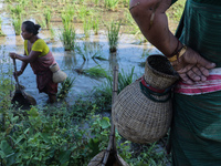 Bodo community women searching fish in a mud water field using traditional fishing equipment Jakoi at a village on September 15, 2021 in Bak...