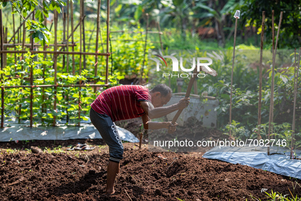 Mr. INDO plowed the soil to start a melon seedling. Land for rice farming and farming in southern Tangerang, Indonesia on September 17, 2021...
