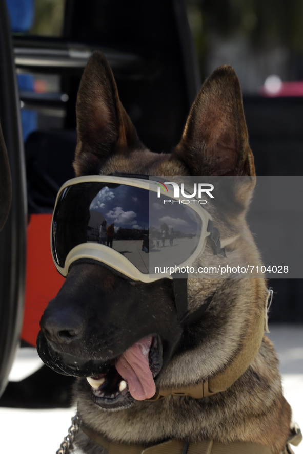   A rescue dog of the Mexican army take part during   the Earthquake Mega Drill  in commemoration of the 1985 and 2017 earthquakes at Revolu...