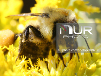Bumblebee (Bombus) pollinating a flower in Toronto, Ontario, Canada, on September 11, 2021. (