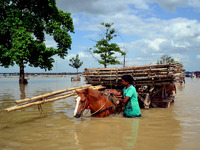 An indian man pulls a horse cart,loaded with temporary tent crosses floooded Ganges River,in Allahabad on July 29,2015..The water level of R...