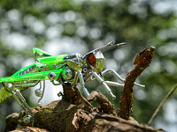 Transformers grasshopper action figures are displayed in Puncak, Bogor, West Java, Indonesia on September 22, 2021. Yusuf creates art using...