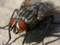 Housefly (Musca domestica) in Toronto, Ontario, Canada, on September 11, 2021. (