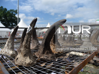 Officials of Assam forest department arranges rhino horns before burn at a stadium near the Kaziranga National Park on September 22, 2021, i...