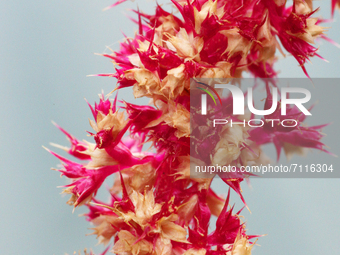 Macro close-up of a Love-lies-bleeding flower (Amaranthus caudatus) growing in Toronto, Ontario, Canada. (