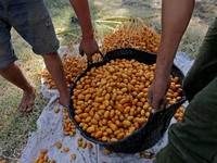 Farm workers collect dates during the annual harvest season in Dahshur, Egypt is the world's largest supplier of dates, contributing 20 perc...