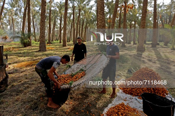 Farm workers collect dates during the annual harvest season in Dahshur, Egypt is the world's largest supplier of dates, contributing 20 perc...