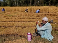 Ghulam Mohidin Mir (65) drinks tea as his Sons work in paddy fields during harvesting season in Sopore, District Baramulla, Jammu and Kashmi...
