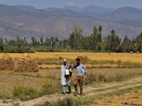Kashmir farmers harvest rice from paddy fields during harvesting season in Sopore, District Baramulla, Jammu and Kashmir, India  September 2...