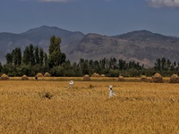 A Scarecrow is seen in the paddy field during harvesting season in Sopore, District Baramulla, Jammu and Kashmir, India On September 26 2021...
