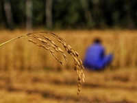 Kashmiri Farmers work during harvesting season in Paddy (Rice) Fields  in Sopore, District Baramulla, Jammu and Kashmir, India on  September...