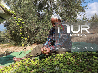 A Palestinian farmer harvests olives during the harvest season at a field in Shijaiyah neighborhood, east of Gaza City, Oct. 4, 2021. Palest...