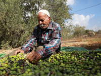 A Palestinian farmer harvests olives during the harvest season at a field in Shijaiyah neighborhood, east of Gaza City, Oct. 4, 2021. Palest...