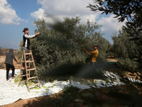 Palestinian farmers harvest olives during the harvest season at a field in Shijaiyah neighborhood, east of Gaza City,  Oct. 4, 2021. Palesti...