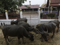 Oct 8, 2021, Due to high floods, villagers brought buffaloes to live in the church area to avoid flooding.. (
