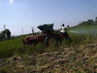 A man sprays newly-developed bio-decomposer solution in a field to prevent stubble burning, on the outskirts of New Delhi, India on October...