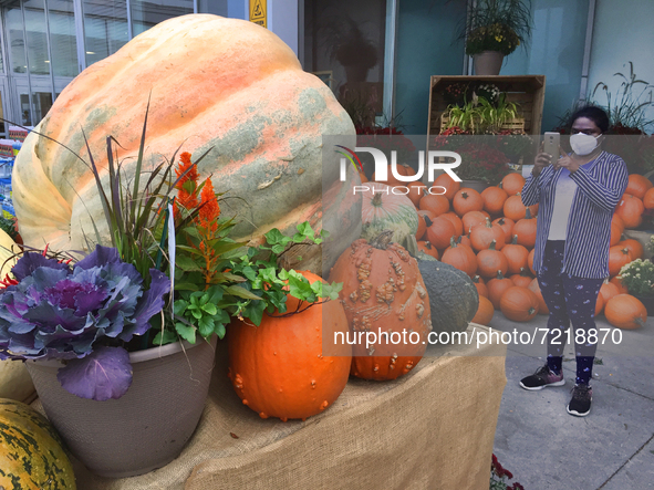 Woman takes a photo of a giant pumpkin displayed outside a supermarket during the Autumn season in Markham, Ontario, Canada, on October 15,...