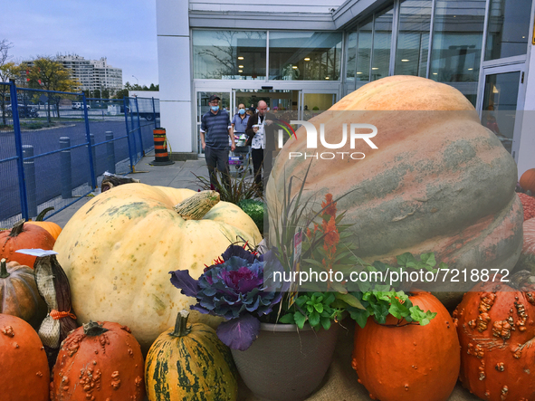 Giant pumpkins displayed outside a supermarket during the Autumn season in Markham, Ontario, Canada, on October 15, 2021. 