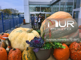 Giant pumpkins displayed outside a supermarket during the Autumn season in Markham, Ontario, Canada, on October 15, 2021. (