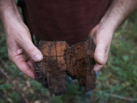 A man shows what's left of a trunk. The forest in Arbas (Haute-Garonne) in the French Pyrenees is a mixed forest : some parts are slowly ret...