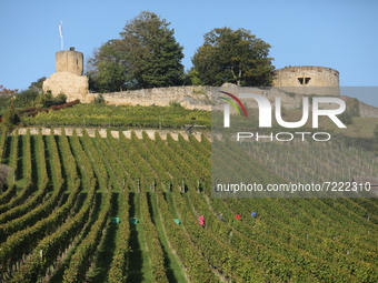 People are seen at the vineyards of Weinsberg, Germany on October 9, 2021 (