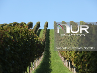 Vineyards of Weinsberg, Germany on October 9, 2021 (