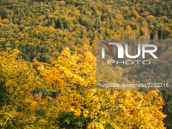 a general view of leaves changing to yellow at Siebengebirge Nature park, in Koenigswinter, Germany on Oct 17, 2021 (