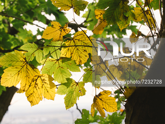 yellow leaves are seen at Siebengebirge Nature park, in Koenigswinter, Germany on Oct 17, 2021 (