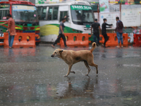A streed dog walks on the street during a rainfall as students, teachers and Hindu organizations blocked shahbagh square in protest against...
