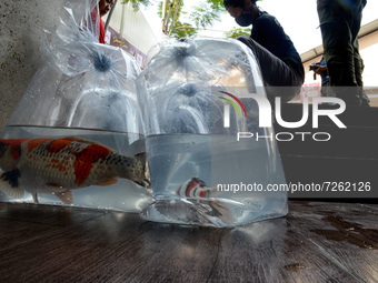 Picture shows koi carp displayed in plastic bags during a 1st Koi's Local Festival at Boxies 123 Mall  in Bogor, Indonesia, on October 23, 2...