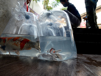 Picture shows koi carp displayed in plastic bags during a 1st Koi's Local Festival at Boxies 123 Mall  in Bogor, Indonesia, on October 23, 2...