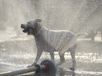 A dog having fun running through a water sprinkler in the main square in Krakow's Old Town as temperatures reach 35 degrees. The hit wave th...