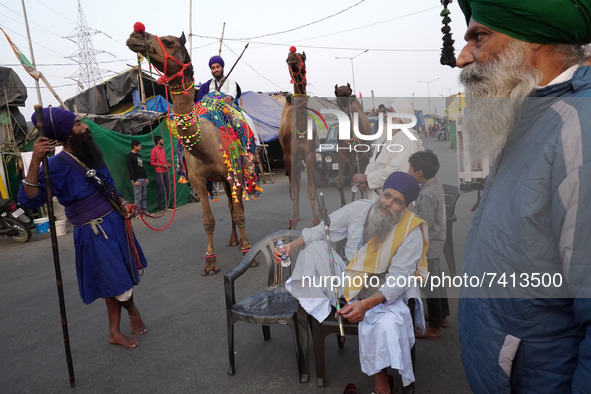 Nihang Sikhs are seen with farmers as they arrive on camels a day after Prime Minister Narendra Modi announced that he will repeal the contr...